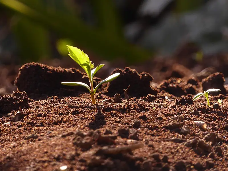 A young green seedling growing from dark soil in sunlight